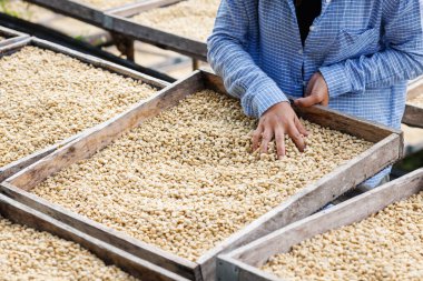 Çiftçi el kahve kalitesini kontrol ediyor. Doğal güneş kuru., 