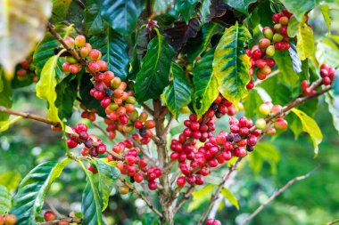 Chiang Mai Tayland 'ın kuzeyindeki tarlada bulunan kahve ağacının dallarında organik kırmızı çiğ kahve çekirdekleri..
