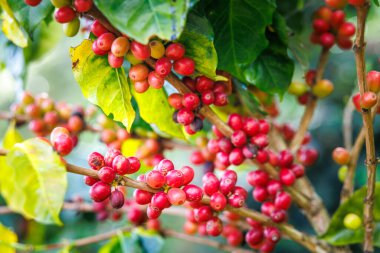 Chiang Mai Tayland 'ın kuzeyindeki tarlada bulunan kahve ağacının dallarında organik kırmızı çiğ kahve çekirdekleri..