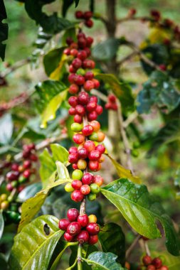 Chiang Mai Tayland 'ın kuzeyindeki tarlada bulunan kahve ağacının dallarında organik kırmızı çiğ kahve çekirdekleri..