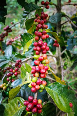 Chiang Mai Tayland 'ın kuzeyindeki tarlada bulunan kahve ağacının dallarında organik kırmızı çiğ kahve çekirdekleri..