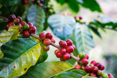 Organik kırmızı kahve kirazları, çiğ çilek kahve çekirdekleri Chiang Mai Tayland 'daki kahve ağacı fidanlığında..