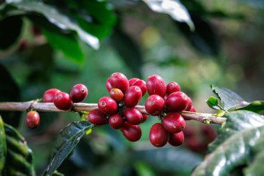 Organik kırmızı kahve kirazları, çiğ çilek kahve çekirdekleri Chiang Mai Tayland 'daki kahve ağacı fidanlığında..