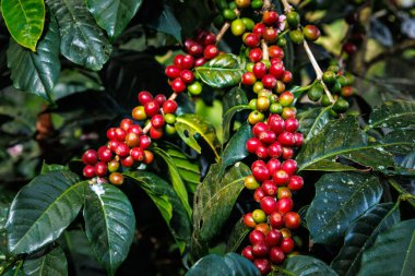 Organik kırmızı kahve kirazları, çiğ çilek kahve çekirdekleri Chiang Mai Tayland 'daki kahve ağacı fidanlığında..