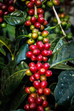 Organik kırmızı kahve kirazları, çiğ çilek kahve çekirdekleri Chiang Mai Tayland 'daki kahve ağacı fidanlığında..