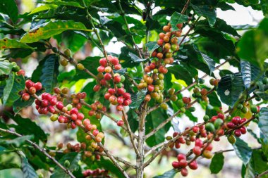 Chiang Mai Tayland 'ın kuzeyindeki tarlada bulunan kahve ağacının dallarında organik kırmızı çiğ kahve çekirdekleri..