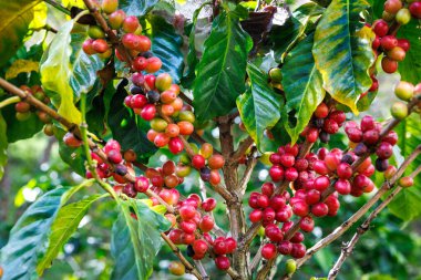 Chiang Mai Tayland 'ın kuzeyindeki tarlada bulunan kahve ağacının dallarında organik kırmızı çiğ kahve çekirdekleri..