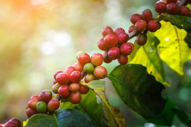 Chiang Mai thailand 'ın kuzeyindeki tarlada bulunan kahve ağacının dallarında organik kırmızı çiğ kahve çekirdekleri, hafif odak ve bulanık arka plan