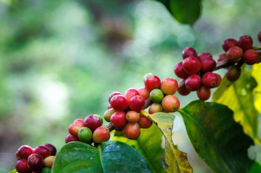 Organik kırmızı kahve kirazları, çiğ çilek kahve çekirdekleri Chiang Mai Tayland 'daki kahve ağacı fidanlığında..