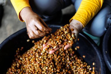 Çiftçinin elle seçilen eli kahve balı sürecini çözer, yukarıdan aşağı görünüm.