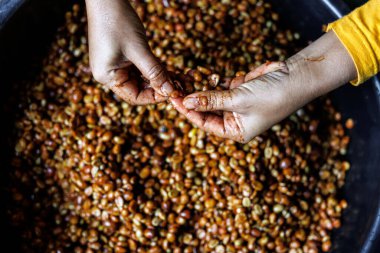 Çiftçinin elle seçilen eli kahve balı sürecini çözer, yukarıdan aşağı görünüm.