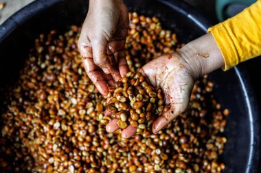 Çiftçinin elle seçilen eli kahve balı sürecini çözer, yukarıdan aşağı görünüm.