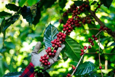 Çiftçi kadınlar kahve çekirdeği hasat ediyorlar. Kahve ağacı çiftliğinde..