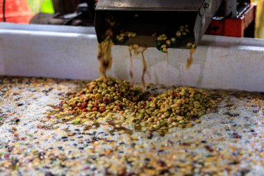 Taze hasat edilen kahve kahve bir kahve işleme tesisinde öğütülüyor ve konteynırın içine düşüyor. Chiang Mai Tayland 'da küçük bir şirket..