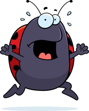 Uğur böceği panik