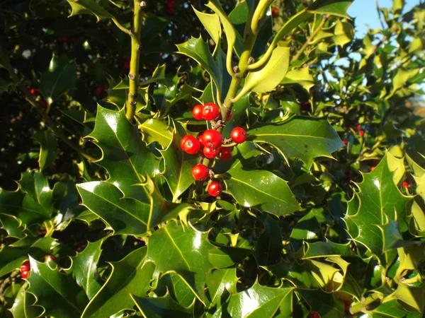 Vahşi İngilizce Holly. — Stok fotoğraf