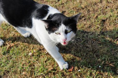 kızgın kedi hissediyorum tehlike