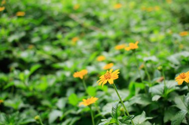 sarı çiçekler ile çimen