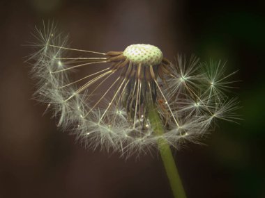 Işığın altındaki sihirli karahindiba 