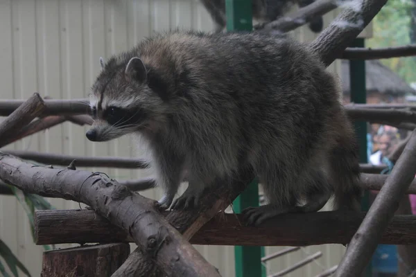 Racoon in zoo walking on the branches — Stock Photo, Image