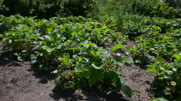 Łóżko ogród truskawek — Wideo stockowe