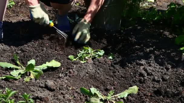 Trädgårdsmästare i trädgården — Stockvideo