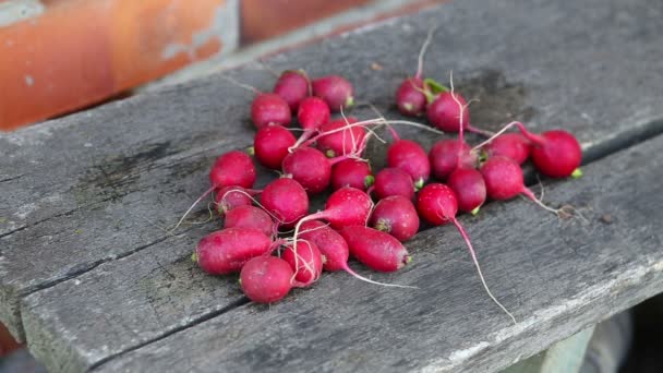 Many red clean eco radish — Stock Video