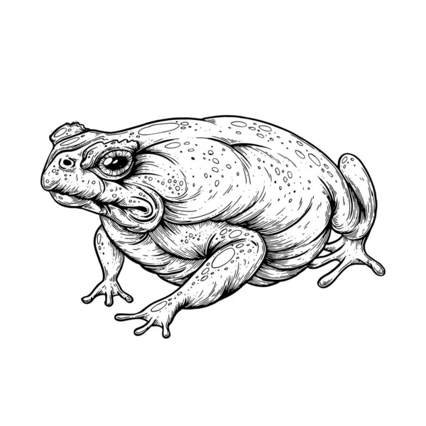 ペンとインクで描いたイラスト カエル — ストックベクタ