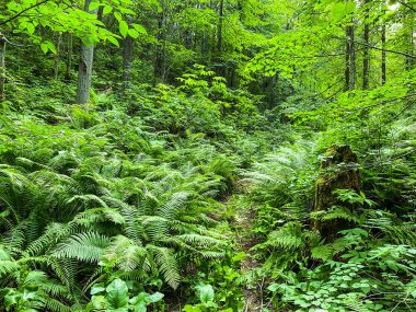 Yeşil bir ormanda görünmez bir yol, güzel ağaç gövdeleri yemyeşil çimlerin yanında duruyor, ormanı anımsatıyor.