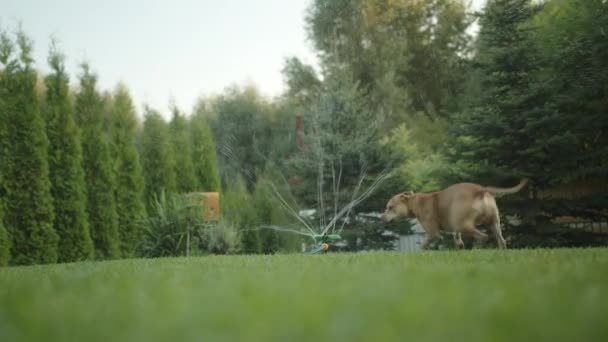 嬉闹的斗牛犬在草地上跑来跑去 享受着洒水的乐趣 — 图库视频影像