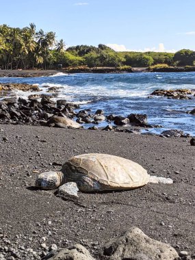 Hawaii 'de güneşli bir günde kumsalda yatan deniz kaplumbağası. 