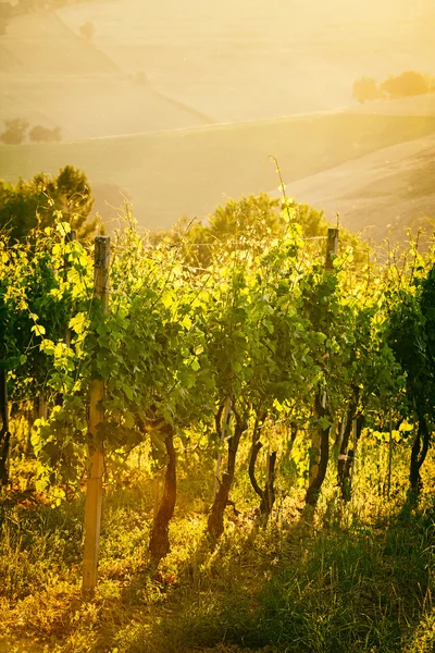 Wijngaard rijen in tegenlicht in Marche, Italië — Stockfoto