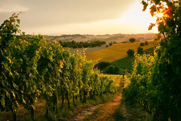 Vinici pole v provincii Marche, Itálie — Stock fotografie