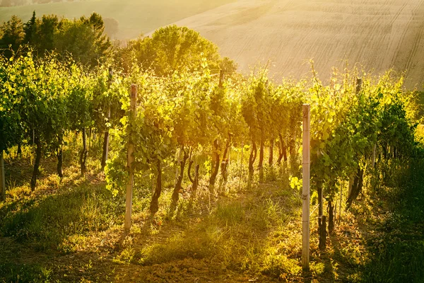 Wijngaard rijen in Marche, Italië — Stockfoto