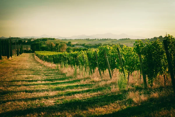 Vinici pole v provincii Marche, Itálie — Stock fotografie