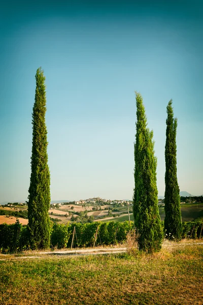 Vinici pole poblíž Morro d'Alba v provincii Marche, Itálie — Stock fotografie