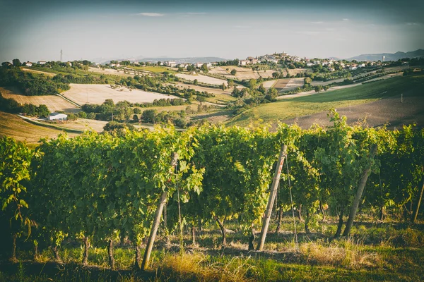 Wijngaard velden voor Morro d'Alba in Marche, Italië — Stockfoto
