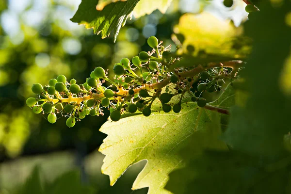 Small green bunch of grapes and leaves on vineyard — Stock Photo, Image