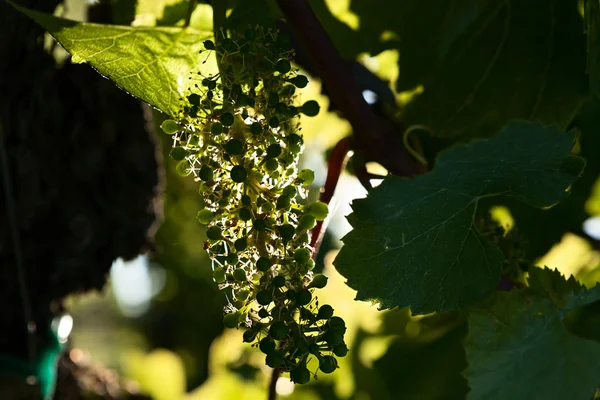 Piccolo grappolo d'uva verde — Foto Stock