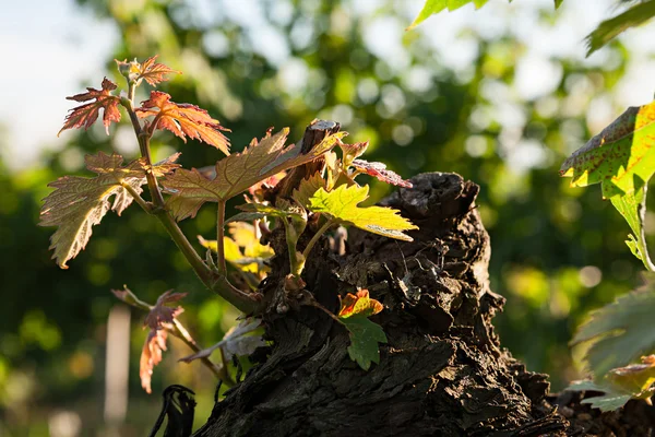 Kleine plant van wijnstok geboren op een boomstam — Stockfoto