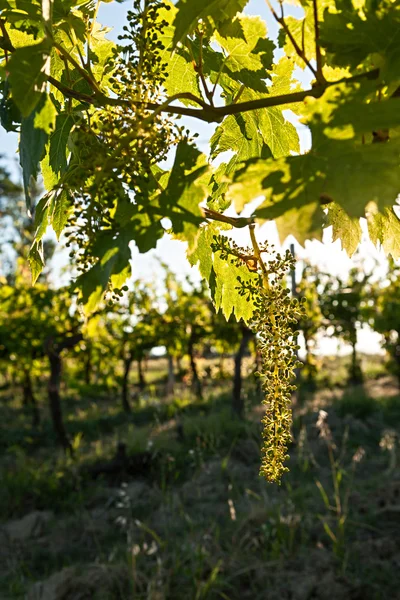 Malé zelené hrozny na vinici — Stock fotografie