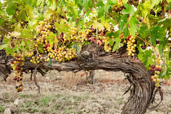 Kolorowe winogrona przed staje się czerwony — Zdjęcie stockowe