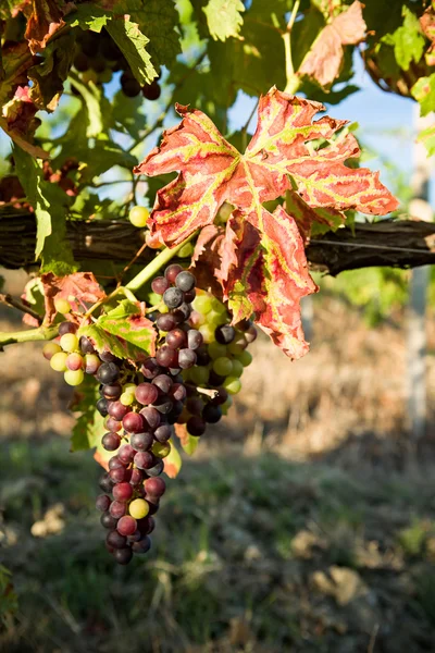 Gekleurde blad en een tros druiven — Stockfoto