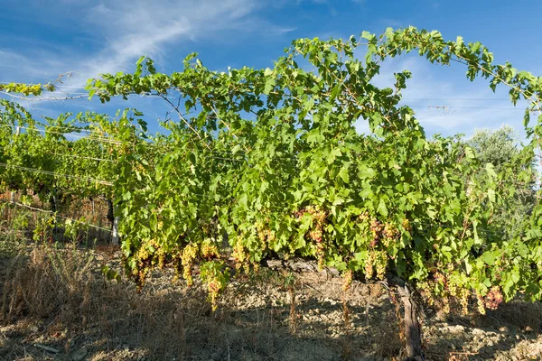 Kolorowe winogron w winnicy w słoneczny dzień — Zdjęcie stockowe