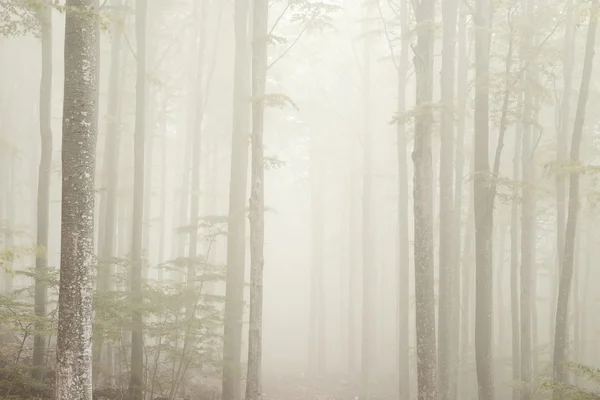 Niebla en el parque del Monte Amiata, Toscana —  Fotos de Stock