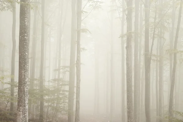 Fog in the park of Mount Amiata, Tuscany