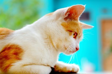 Seyir aşağı kedi, o geçmişte her şey incelemek deneyin
