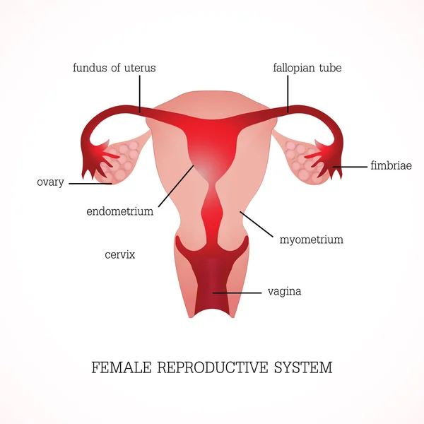 Estrutura e função da reprodução feminina humana . —  Vetores de Stock