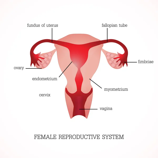 Struktur dan fungsi reproduksi Manusia Wanita . - Stok Vektor