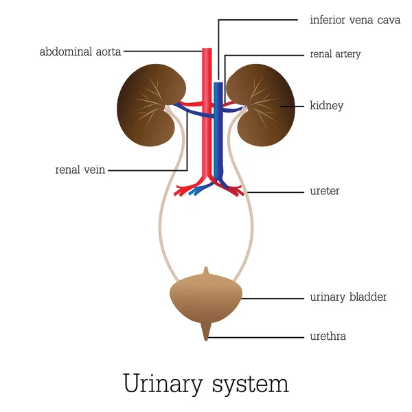 Estructura y función del sistema urinario . — Vector de stock